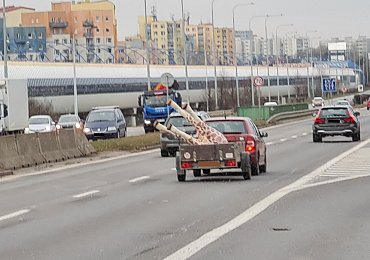 Bizár na „Čerňáku“ v Praze: Žirafa z přívěsného vozíku málem vystoupila za jízdy