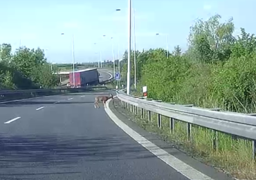 Srnka v zatáčce u nákupního centra na Černém Mostě vylekala několik řidičů
